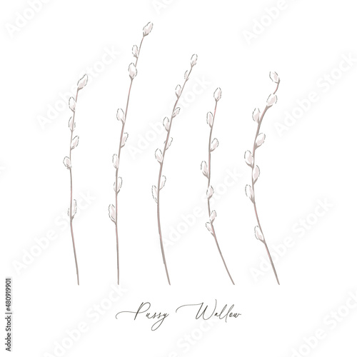 Pussy Willow spring branch botanical hand drawn vector illustration set isolated on white. Vintage romantic plant curiosity cabinet aesthetic print.