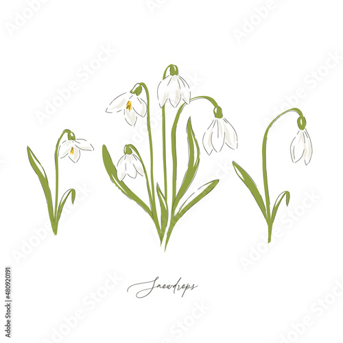 Snowdrops early spring flower botanical hand drawn vector illustration set isolated on white. Vintage romantic forest wildflower florals curiosity cabinet aesthetic print.