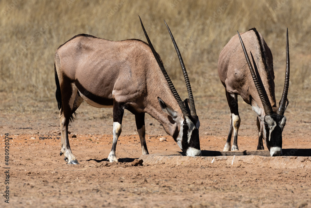 Two oryx at a waterhole in the Kgalagadi Transfrontier Park in South Africa Two oryx at a waterhole in the Kgalagadi Transfrontier Park in South Africa