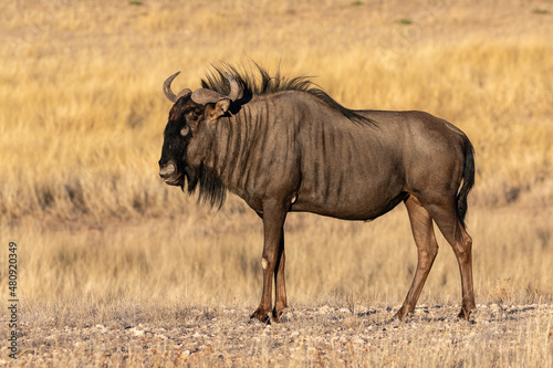 Side view of one blue wildebeest in the golden glow of the early morning sun in the Kgalagadi Transfrontier Park in South Africa