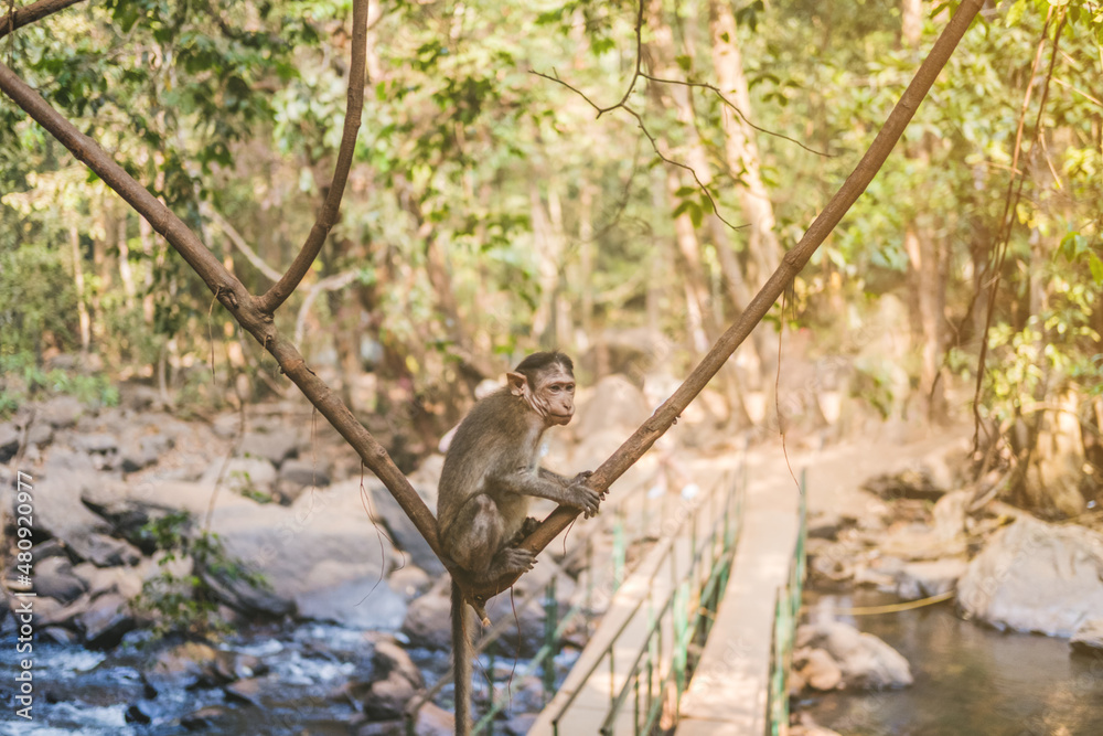 Little monkey sitting on a liana in the tropics in jungle. Little monkey sitting on a liana in the tropics in jungle.