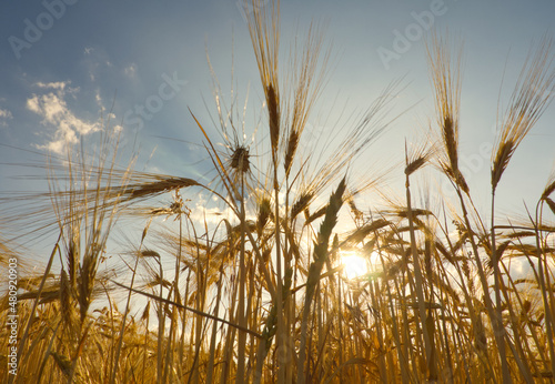 Ripe rye field on blue sky background. Macro of golden rye ears growing on field. Summer landscape. Agriculture harvest. Countryside background. Grain for rye flour. Agribusiness. Corn, straw, cereal