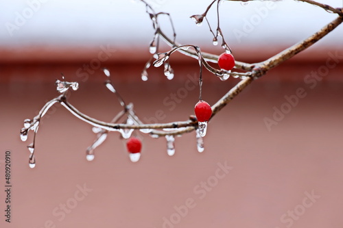 Branches of a tree with leaves, berries and buds covered with ice and icicles in the form of patterns on an natural background. Frozen twigs close-up. 