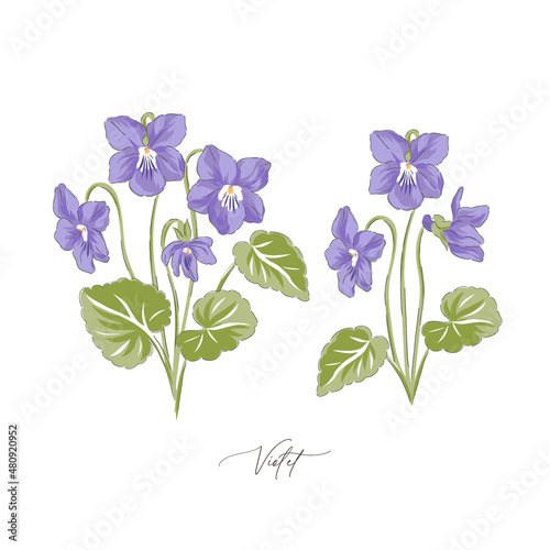 Peri Violet spring Easter flower botanical hand drawn vector illustration set isolated on white. Vintage romantic cottage garden Viola florals curiosity cabinet aesthetic print.