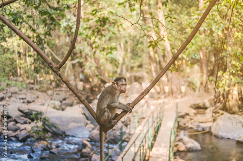 Little monkey sitting on a liana in the tropics in jungle.