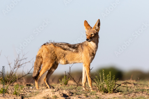 Side view of one standing black-backed jackal in the Kgalagadi Transfrontier Park in South Africa photo