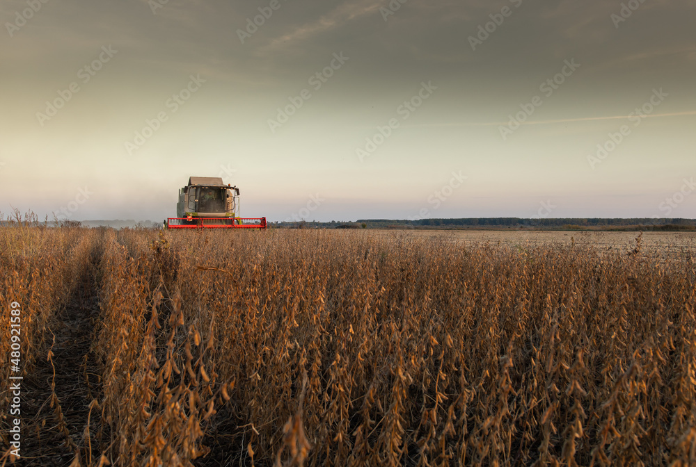 Fototapeta premium Harvesting of soybean field with combine.