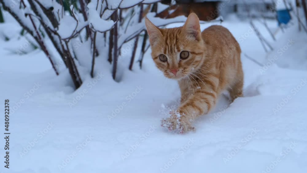 Red cat snow. A young striped ginger kitten walks in the snow for the first time. Surprised brown eyes, frightened look. The cat looks around and carefully walks through the snowdrifts. Winter concept Red cat snow. A young striped ginger kitten walks in the snow for the first time. Surprised brown eyes, frightened look. The cat looks around and carefully walks through the snowdrifts. Winter concept