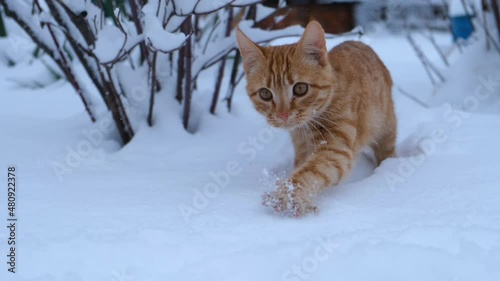 Red cat snow. A young striped ginger kitten walks in the snow for the first time. Surprised brown eyes, frightened look. The cat looks around and carefully walks through the snowdrifts. Winter concept