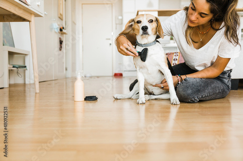 young beautiful woman brushing her dog in her home