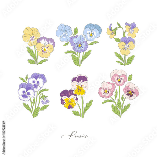 Pansy spring flower botanical hand drawn vector illustration set isolated on white. Vintage romantic cottage garden pansies florals curiosity cabinet aesthetic print. photo