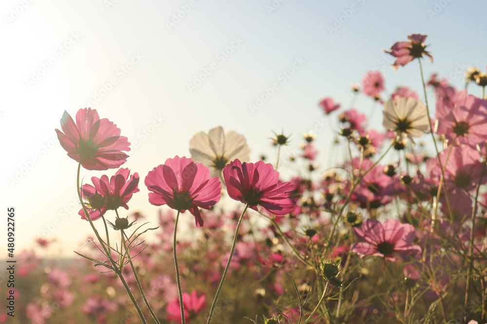 pink cosmos flowers