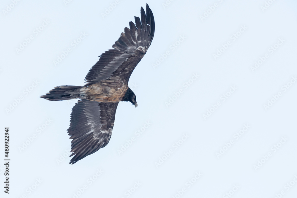 Obraz premium gypaete barbu