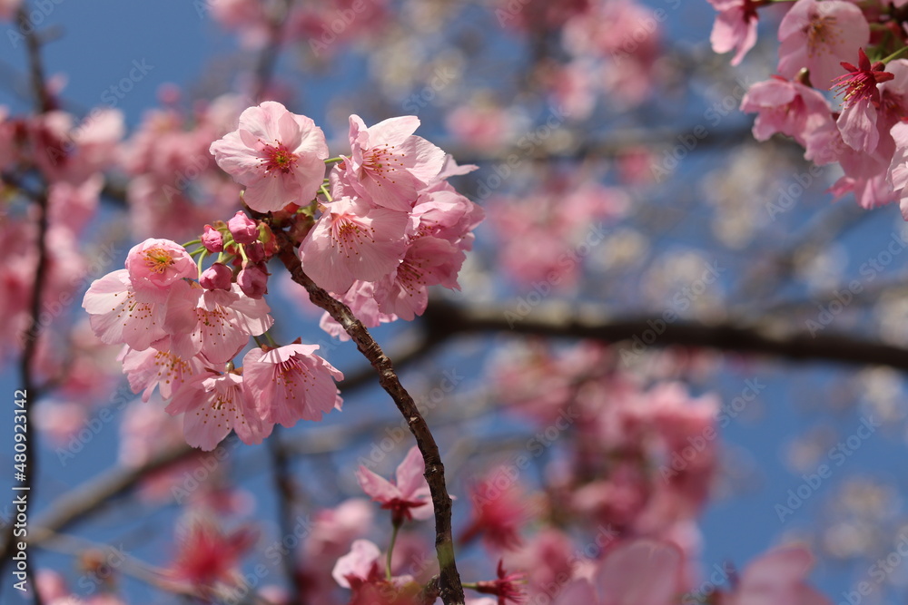 Obraz premium cherry blossom