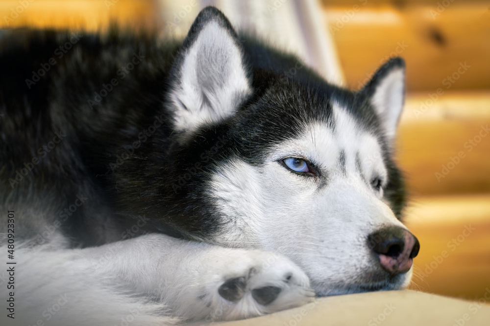 Husky dog sleeps curled up on the couch, close-up, front view Husky dog sleeps curled up on the couch, close-up, front view