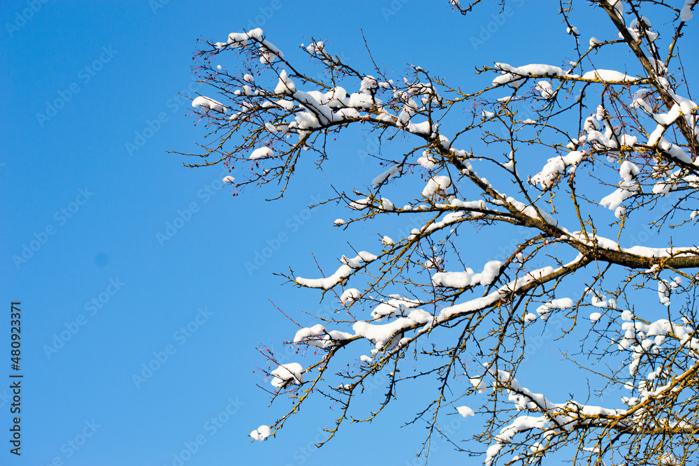 Tree branches with snowballs against cloudless sky Tree branches with snowballs against cloudless sky
