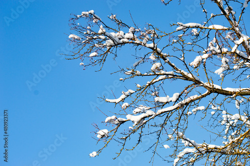 Canvastavla Tree branches with snowballs against cloudless sky