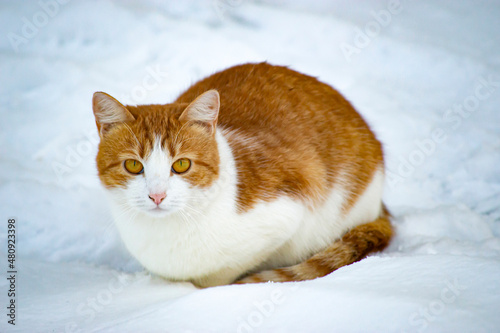 Domestic cat went out into fresh air and sits in snow