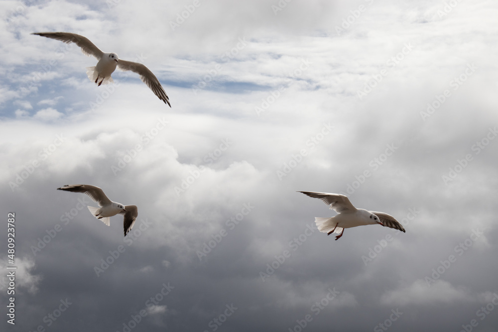 Fototapeta premium Seabirds in the summertime sky.