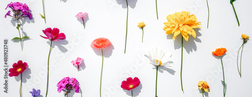 Floral pattern on white background  web banner.