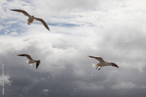 Seabirds in the summertime sky.