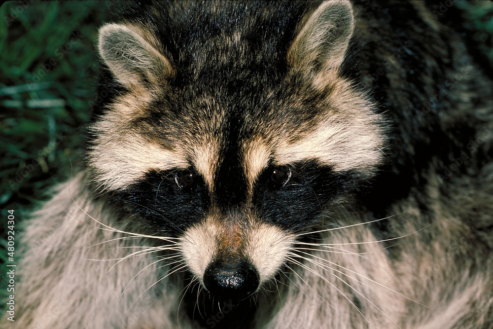 Raccoon, Procyon lotor