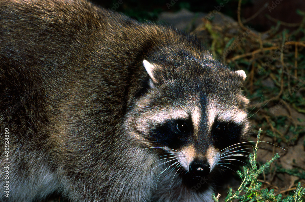 Raccoon, Procyon lotor Raccoon, Procyon lotor