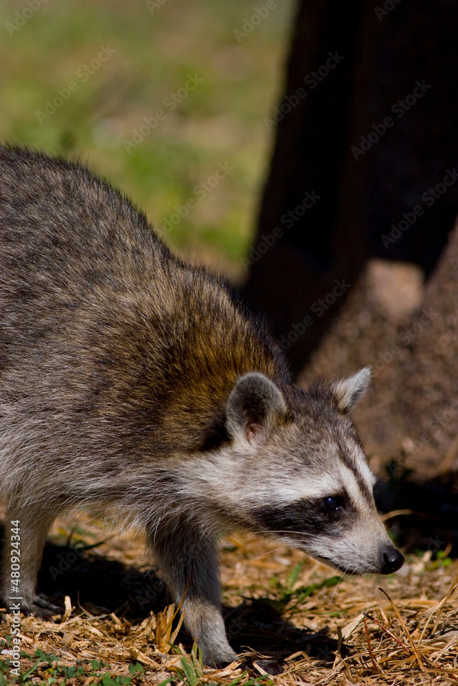 Raccoon, Procyon lotor, in the campground on Elliott Key, Florida Raccoon, Procyon lotor, in the campground on Elliott Key, Florida