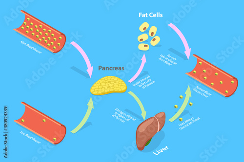 3D Isometric Flat Vector Conceptual Illustration of Insulin And Glucagon photo