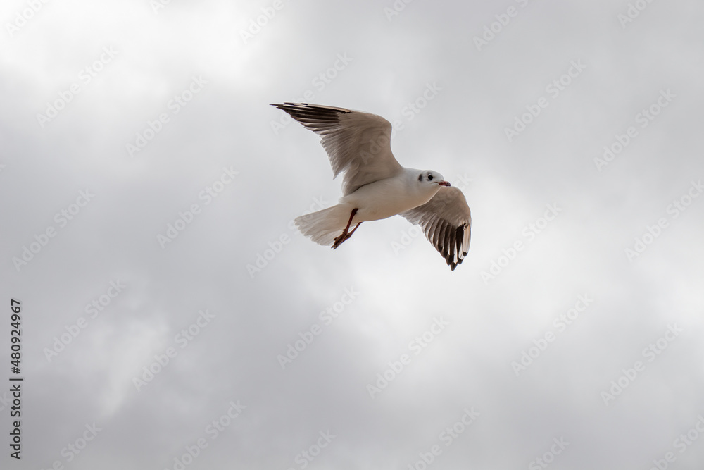 Fototapeta premium Seabirds in the summertime sky.