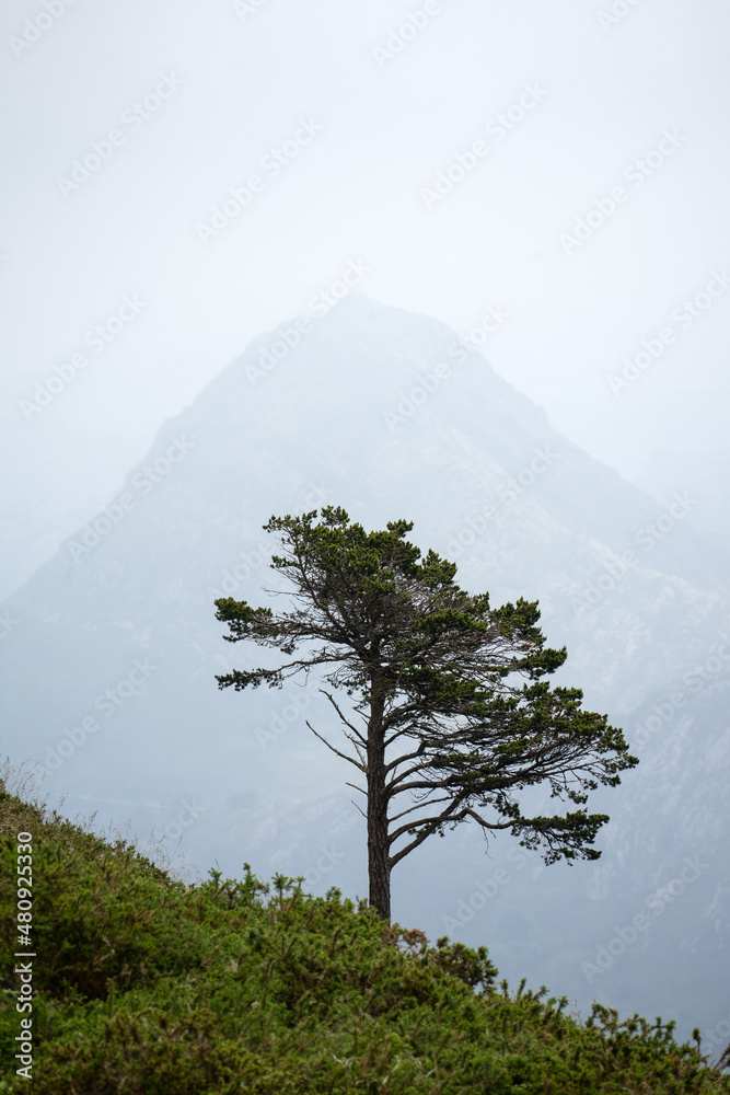 Obraz premium Two pine trees with the Peaks of Europe mountains behind in a foggy day, northern spain.