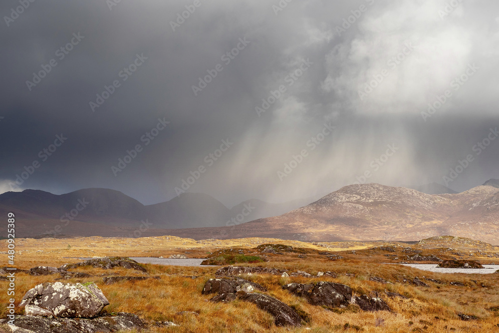 Vast field with rocks and fern and rain over mountains in the background. Nature scene in Connemara, county Galway, Ireland. Irish landscape. Travel and sightseeing. Warm sunny day, cloudy sky.