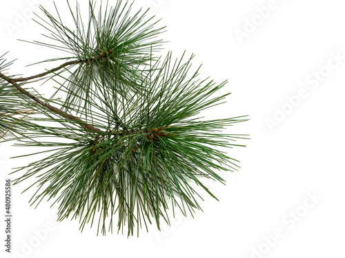 green pine tree isolated on white background