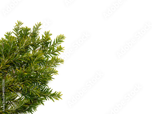 Yew tree isolated on white background