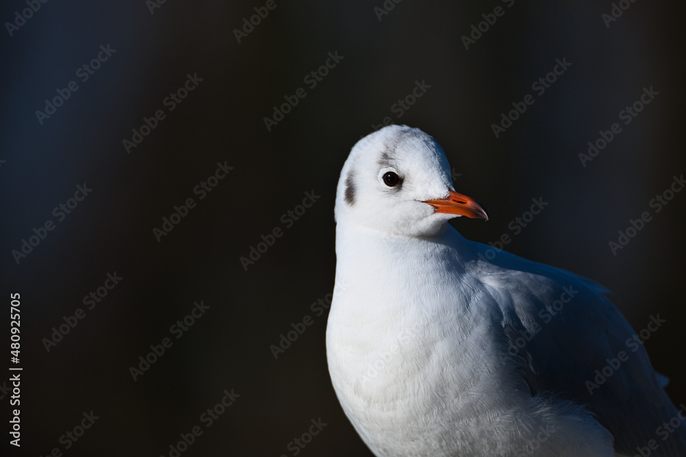 Portrait of a seagull with a dark background Portrait of a seagull with a dark background