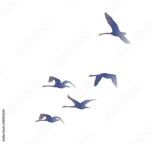 Fototapeta Naklejka Na Ścianę i Meble -  Flock of flying swans