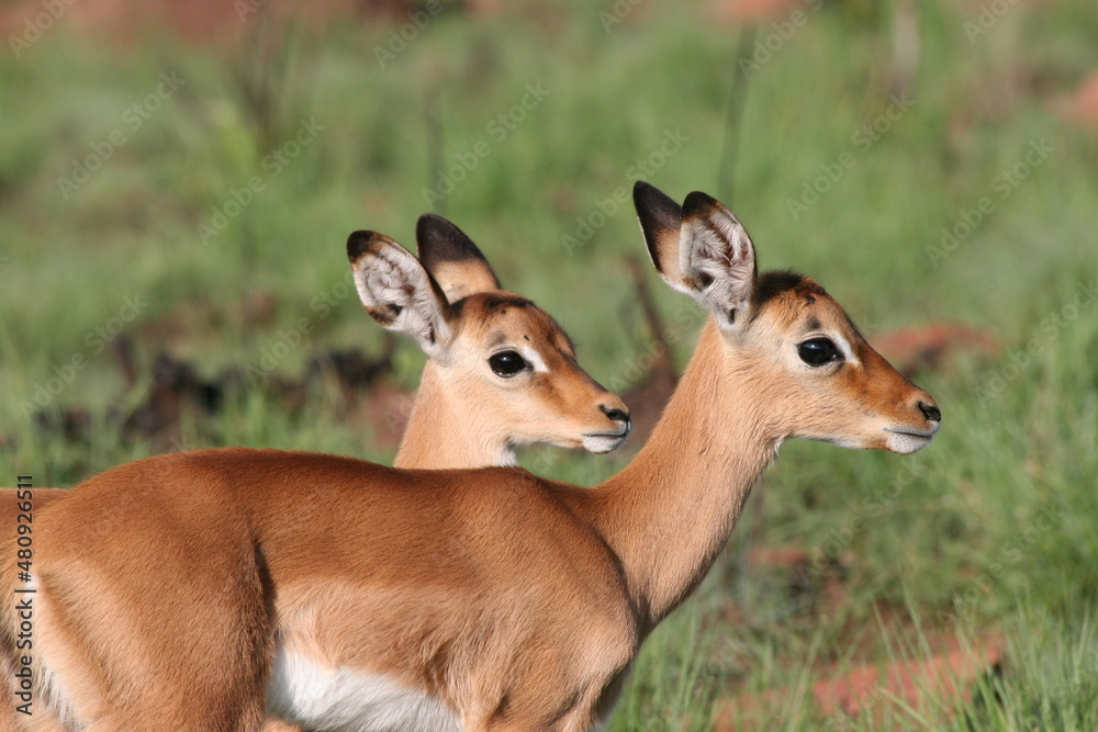 Impala lambs