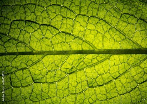Close up leaf veined macro shot. Background for your design