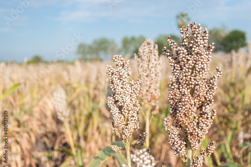 Millet or Sorghum an important cereal crop in field. are ready for harvest. 