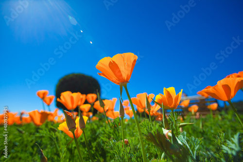 Yellow flower plant with Sun flare.