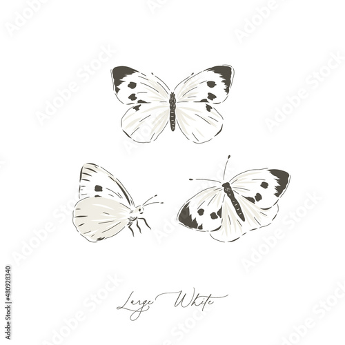Large White butterfly insect hand drawn vector illustration set isolated on white. Vintage curiosity cabinet aesthetic print.