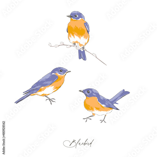 Bluebird hand drawn vector illustration set isolated on white. Vintage curiosity cabinet aesthetic print.