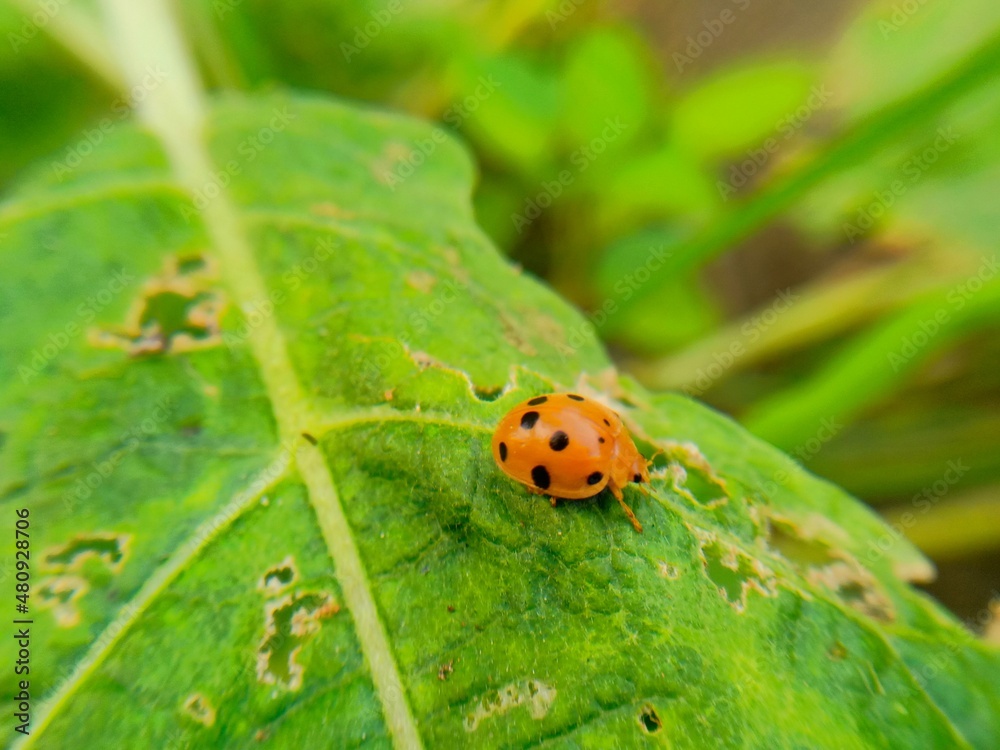 Fototapeta premium little insect