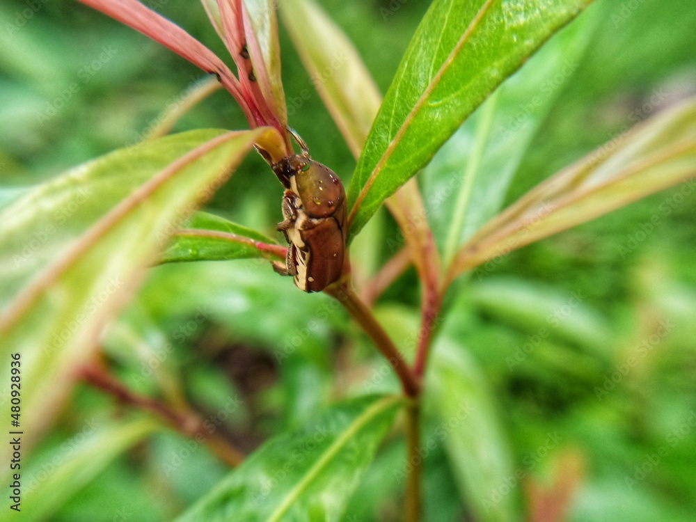 little insect little insect