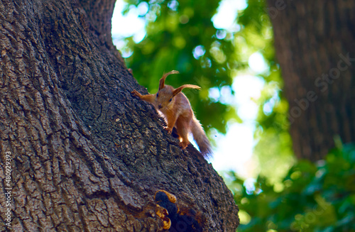 Squirrel on the tree in the summer park.       