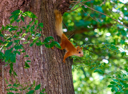 Squirrel on the tree in the summer park.        © Ruslan Kokarev