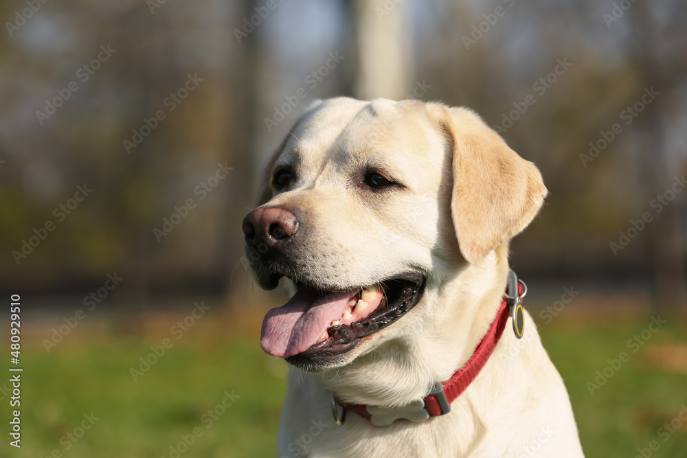Yellow Labrador in park on sunny day, closeup Yellow Labrador in park on sunny day, closeup