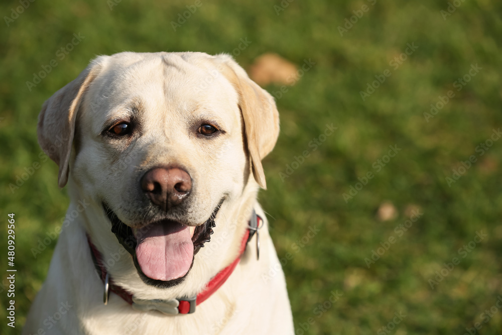Yellow Labrador outdoors on sunny day, closeup. Space for text