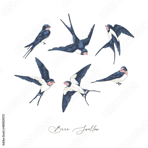 Barn Swallow bird hand drawn vector illustration set isolated on white. Vintage curiosity cabinet aesthetic print.