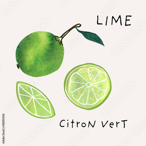Lime fruit watercolor illustration set. Painterly watercolor texture and ink drawing elements. Hand drawn and hand painted